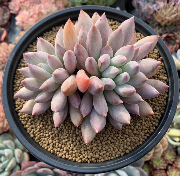 Pachyphytum 'Angels Finger' 4" Powdery Large Succulent Plant