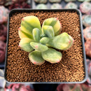 Pachyphytum 'Doctor Cornelius' Variegated 1"-2" Succulent Plant