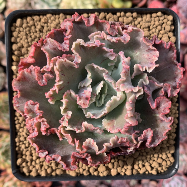 Echeveria 'Cleopatra' 4"-5 Succulent Plant