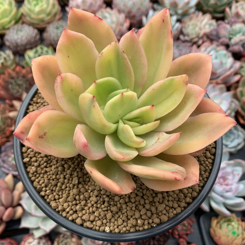 Echeveria 'Golden Glow' Variegated 5" Succulent Plant