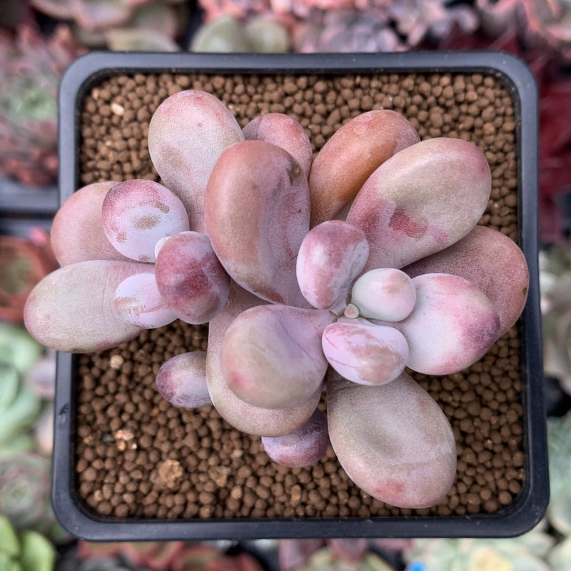 Graptopetalum 'Amethystinum' 2" Succulent Plant