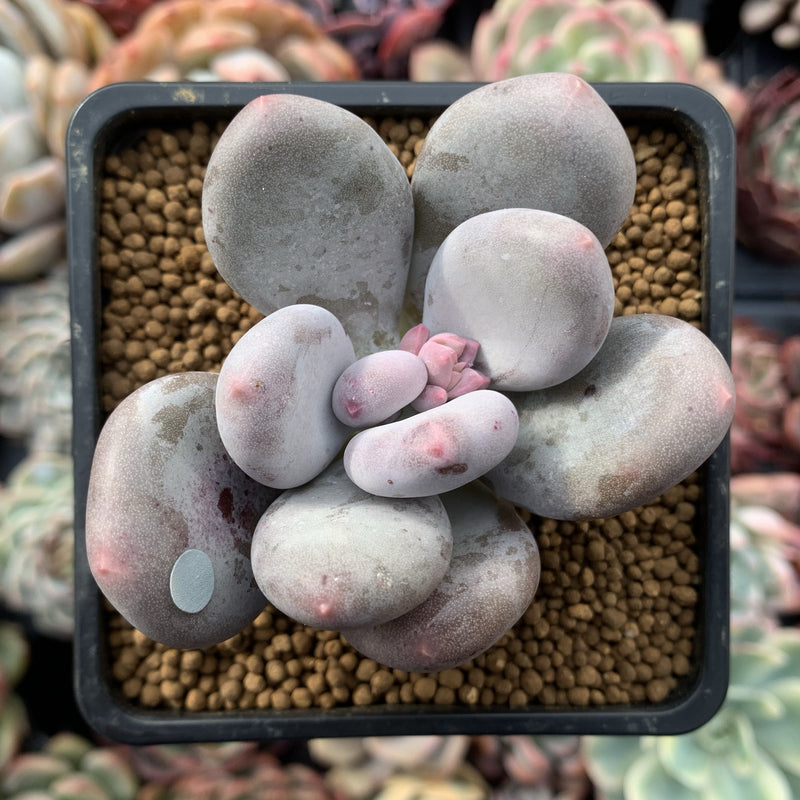 Pachyveria 'Beauty' 2" Powdery Succulent Plant