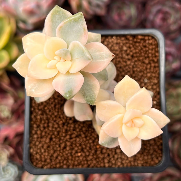 Graptoveria 'Titubans' Variegated 2” Cluster Succulent Plant