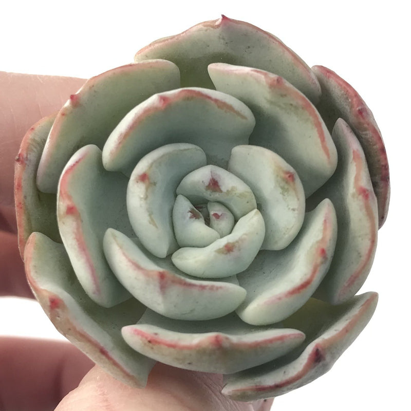 Echeveria 'Laui' Hybrid 1" Powdery Succulent Plant