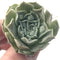 Echeveria 'Hearts Choice' 1" Small Succulent Plant