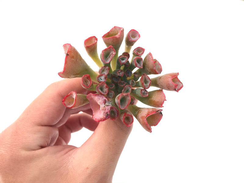 Echeveria 'Trumpet Pinky' 2"-3" Rare Succulent Plant