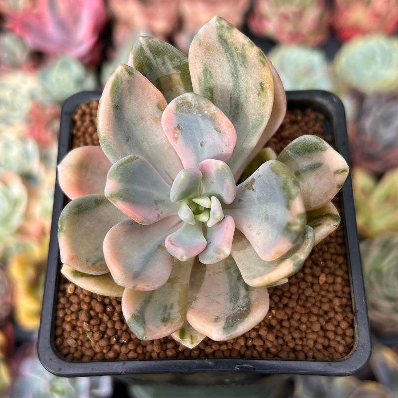 Pachyveria Pachyphytoides Walth Variegated Big Cluster deals Rare Imported Korean Succulents