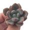 Echeveria 'Monroe Queen' 1"-2" New Hybrid Succulent Plant