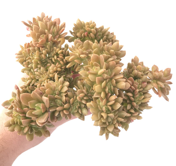 Sedum 'Cuspidatum' Crested 8"+ Large Succulent Plant