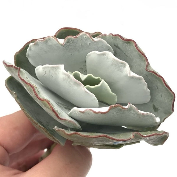 Cotyledon Undulata 'Silver Ruffles' 4" Succulent Plant