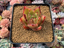 Echeveria Agavoides 'Maria' 2 Succulent Plant