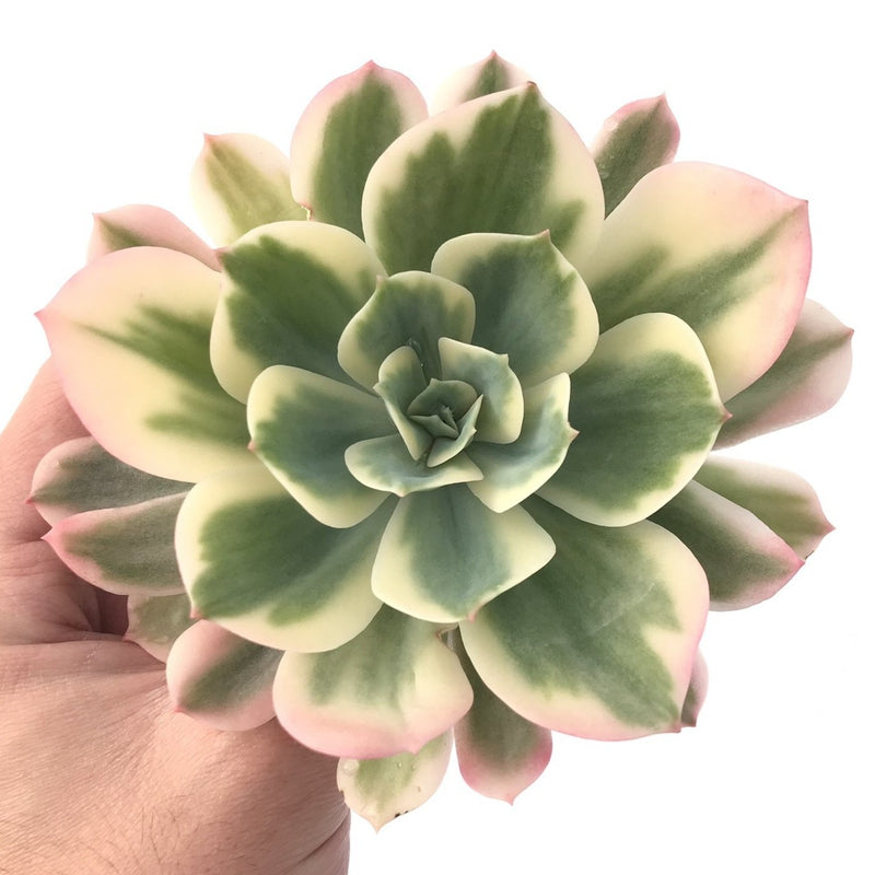 Echeveria 'Secunda' Variegated 5" Large Succulent Plant