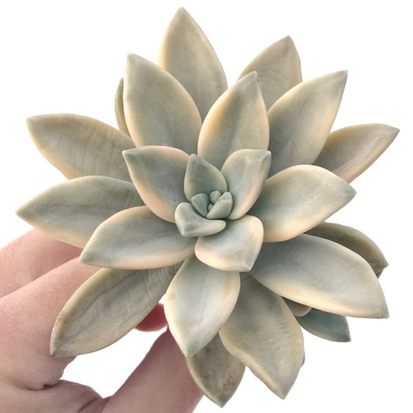 Graptopetalum 'Paraguayensis Awayuki' Variegated 4" Large Succulent Plant