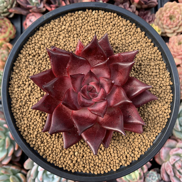 Echeveria Agavoides 'Luming' 4"-5" Succulent Plant