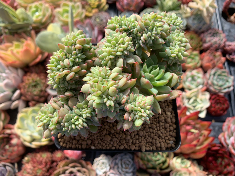 Echeveria ‘Leisal’ Crested Cluster 4” Succulent Plant