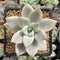 Graptopetalum 'Paraguayensis Awayuki' 2" Succulent Plant