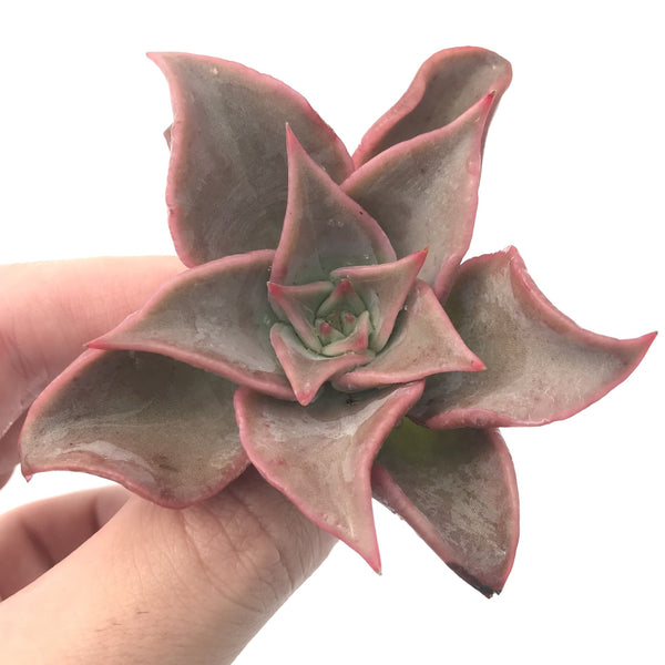 Echeveria 'Madiba' 2" Succulent Plant