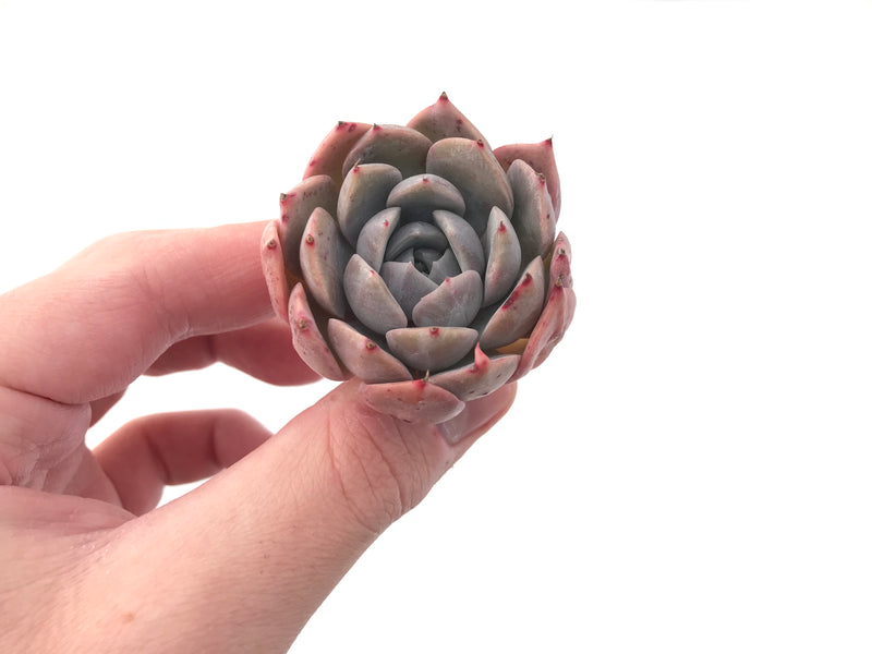 Echeveria 'Lilacina' Hybrid 2" Powdery Succulent Plant