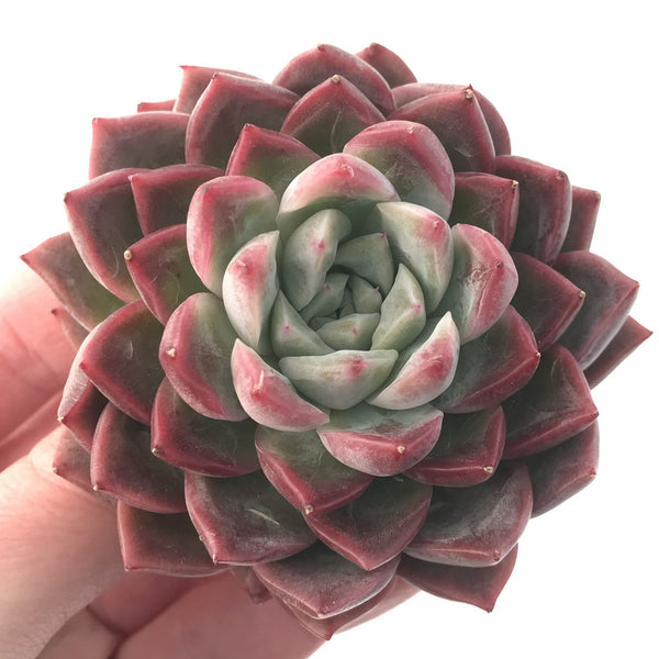 Echeveria Agavoides sp. 4" Succulent Plant