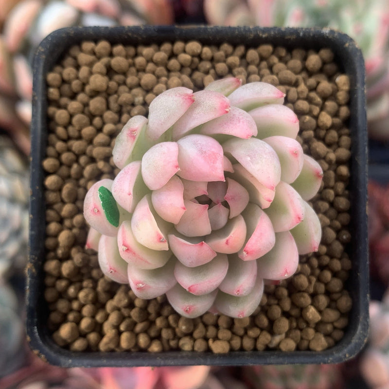 Echeveria 'Mebina' Variegated 1" Succulent Plant