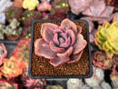 Graptoveria 'Mrs. Richards' Variegated 2" Succulent Plant