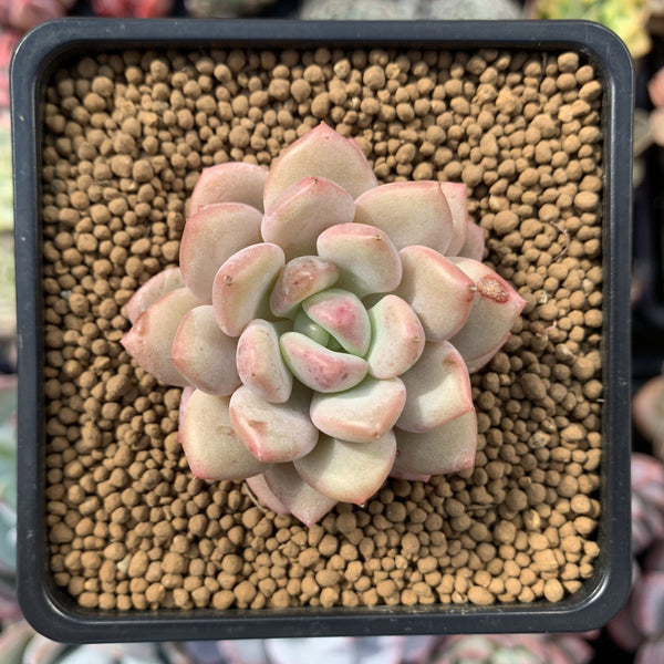 Pachyveria 'Elaine Reinelt' 1" Small Succulent Plant