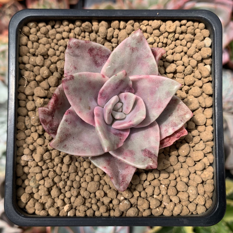 Graptopetalum 'Bainesii' Variegated 2" Succulent Plant