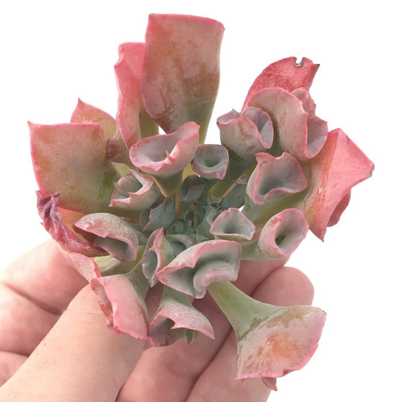 Echeveria 'Trumpet Pinky' 2"-3" Rare Succulent Plant