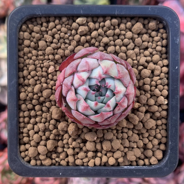 Echeveria sp. 1" Small Succulent Plant