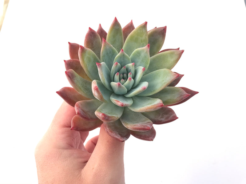 Echeveria 'Colorata Brandtii' 4" Succulent Plant