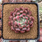 Echeveria Agavoides 'Fanta' 3"-4" New Hybrid (Not E. Cortes) Succulent Plant