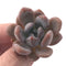 Echeveria 'Monroe Queen' 1"-2" New Hybrid Succulent Plant