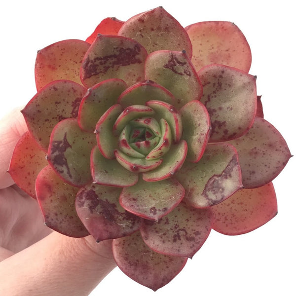 Echeveria Agavoides 'Red Fantasy' 3" Rare Succulent Plant