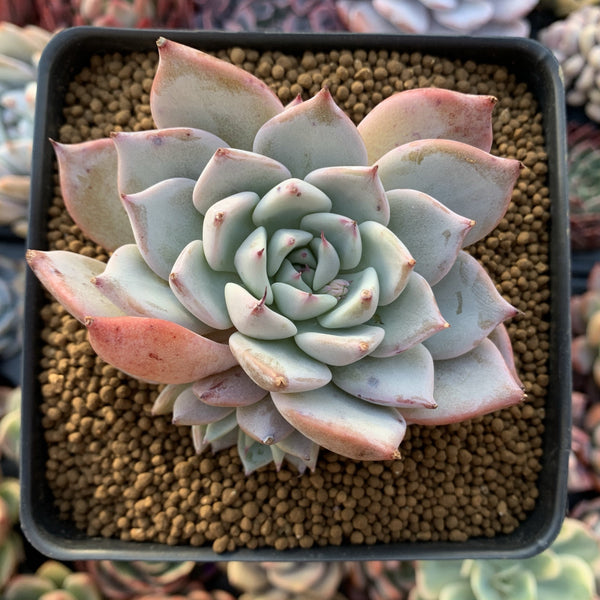 Echeveria 'Larega' 3" Succulent Plant