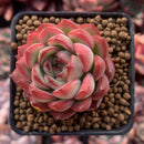 Echeveria Agavoides 'Pokeball' 1"-2" New Hybrid Succulent Plant