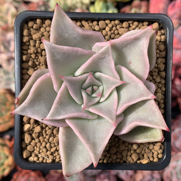 Echeveria 'Madiba' 3" Succulent Plant