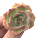 Echeveria 'Rosanna' Small 1"-2" Succulent Plant