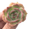 Echeveria 'Rosanna' Small 1"-2" Succulent Plant