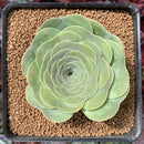 Greenovia 'Summer Rose' 2"-3" Succulent Plant