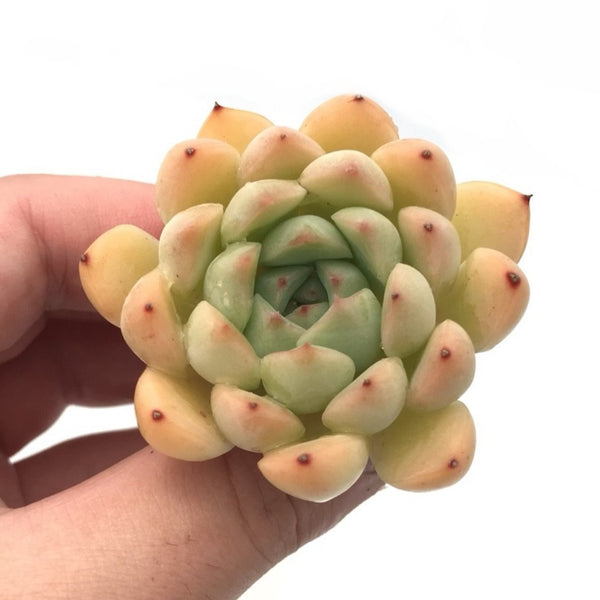 Echeveria 'Palomitas' 1"-2" Succulent Plant