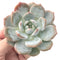 Echeveria 'Orange Monroe' 3" Rare Powdery Succulent Plant