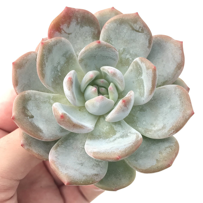 Echeveria 'Orange Monroe' 3" Rare Powdery Succulent Plant