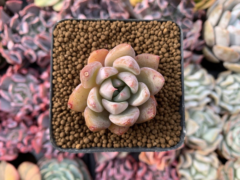 Echeveria 'Chiyo' 1” Succulent Plant