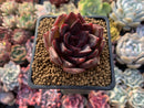 Echeveria Agavoides 'Blood Maria' 1"-2" Succulent Plant