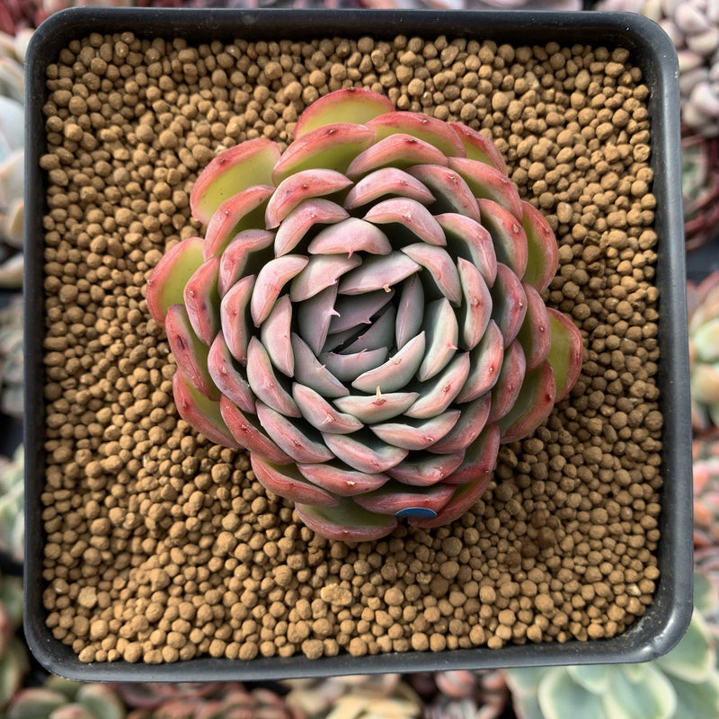 Echeveria 'Hanatsukiyo' 3" Succulent Plant