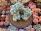 Echeveria 'Pulvinata 'Frosty' Crested 5" Succulent Plant