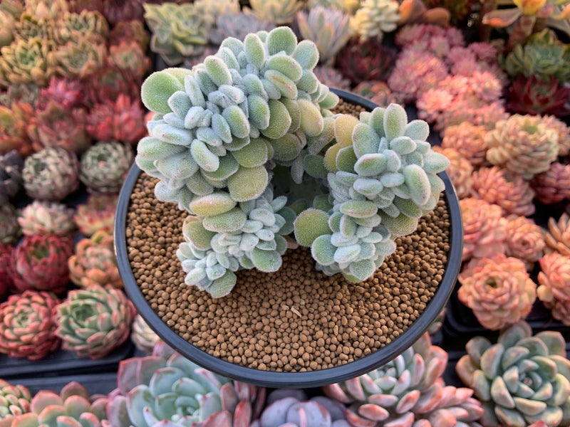 Echeveria 'Pulvinata 'Frosty' Crested 5" Succulent Plant