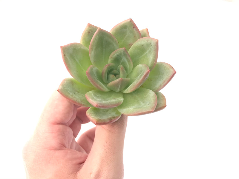 Echeveria Agavoides 'White Champaign' 4" Succulent Plant