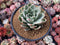 Echeveria Agavoides 'White Champaign' 4" Succulent Plant