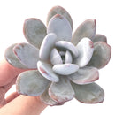 Echeveria 'Laui' 3" Powdery Succulent Plant